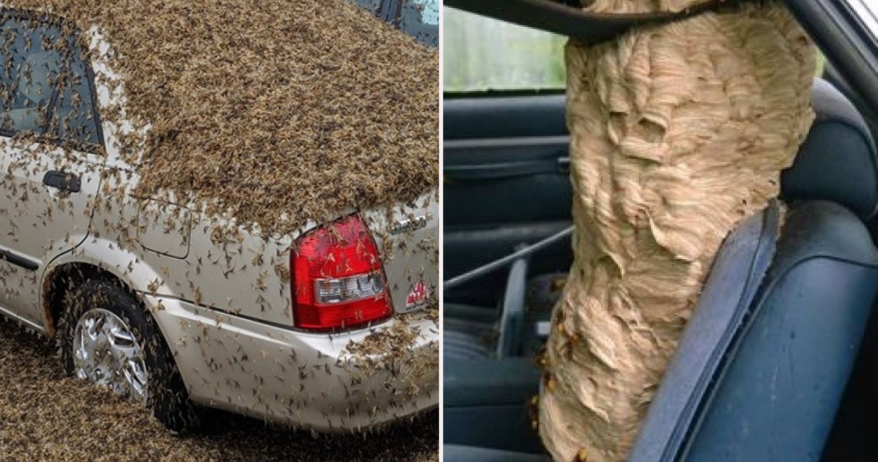 10 Unsettling Images Of Cars Covered In Disgusting Bugs | HotCars