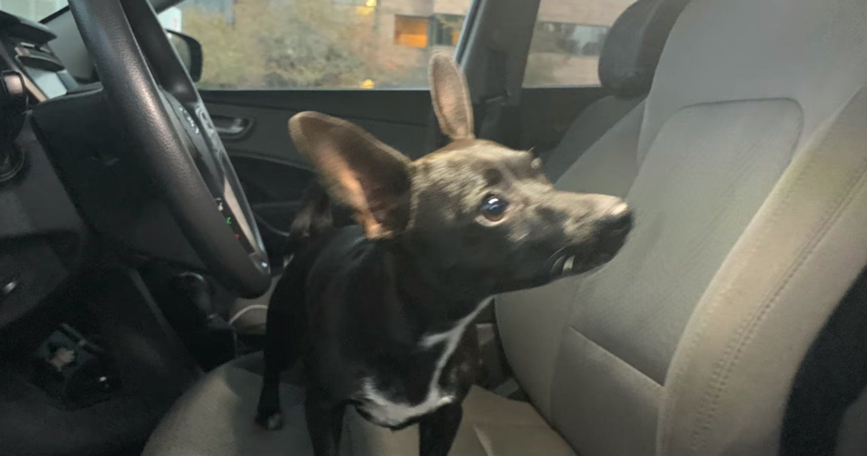 Chihuahua Steals Car While Owner Is Getting Gas