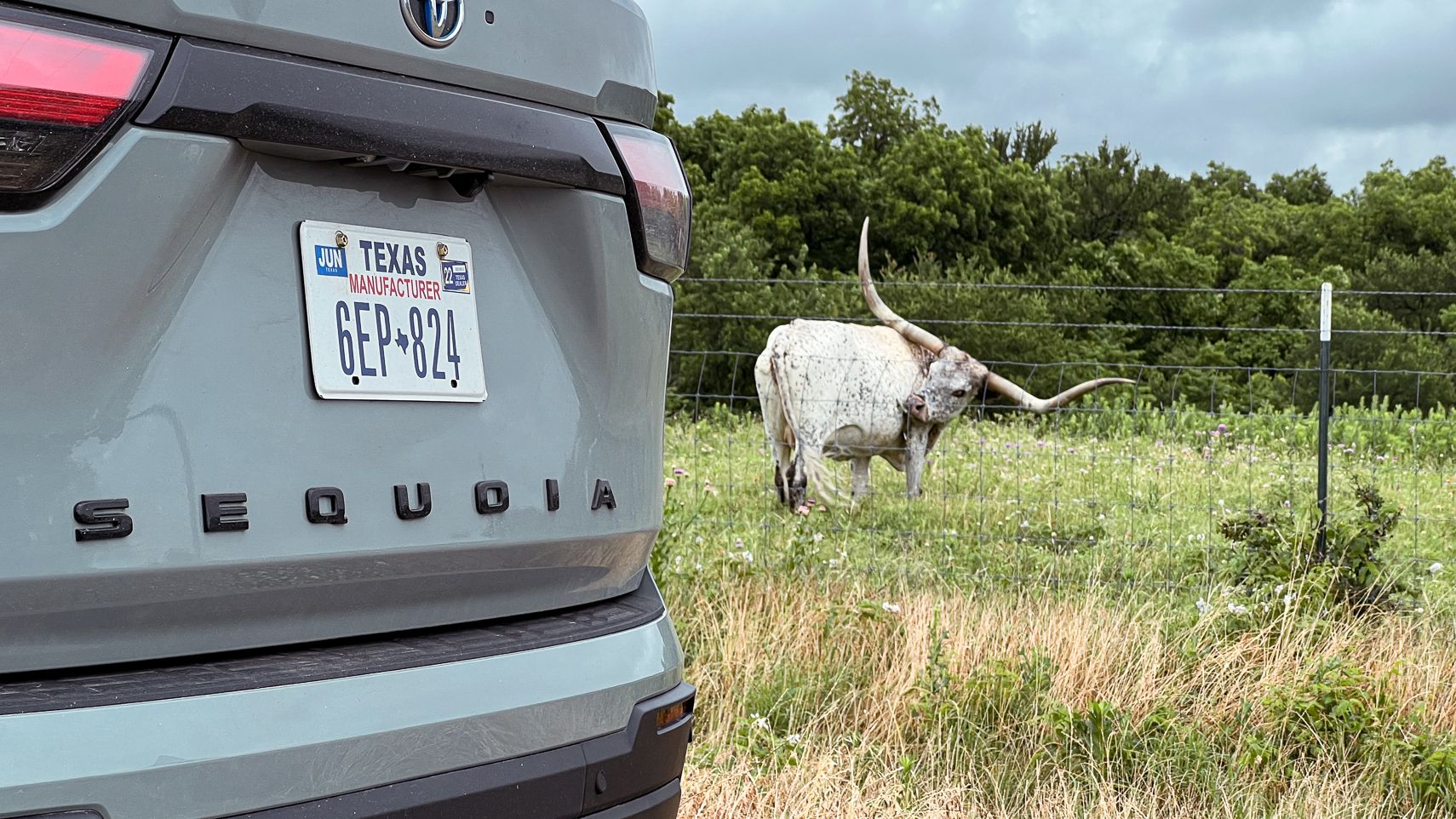 A Texas Longhorn checking out the 2023 Toyota Sequoia