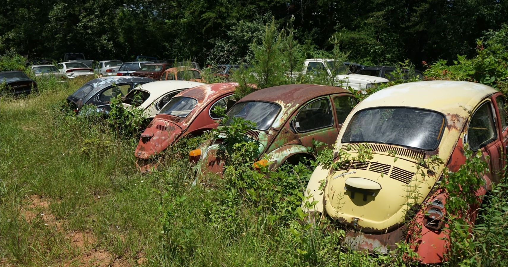 This Tennessee Yard Littered With Abandoned Classic Cars Is Insane