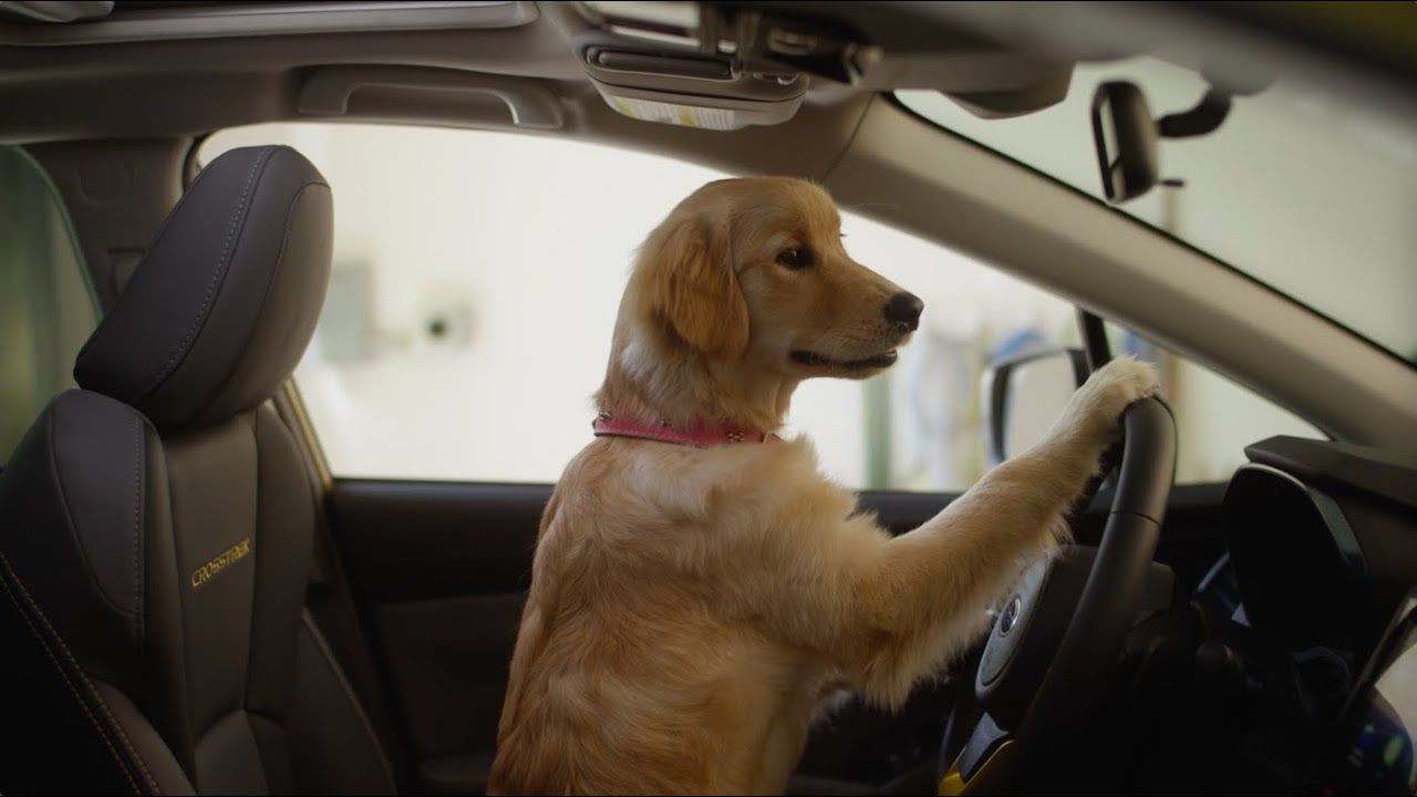 Subaru Dog Commercial