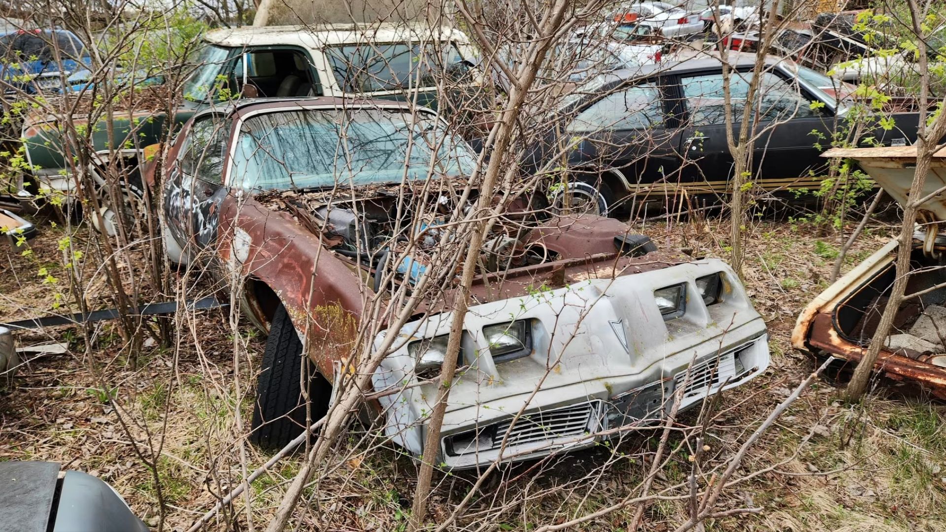 Wisconsin Junkyard Holds A Plethora Of Pontiac Firebirds