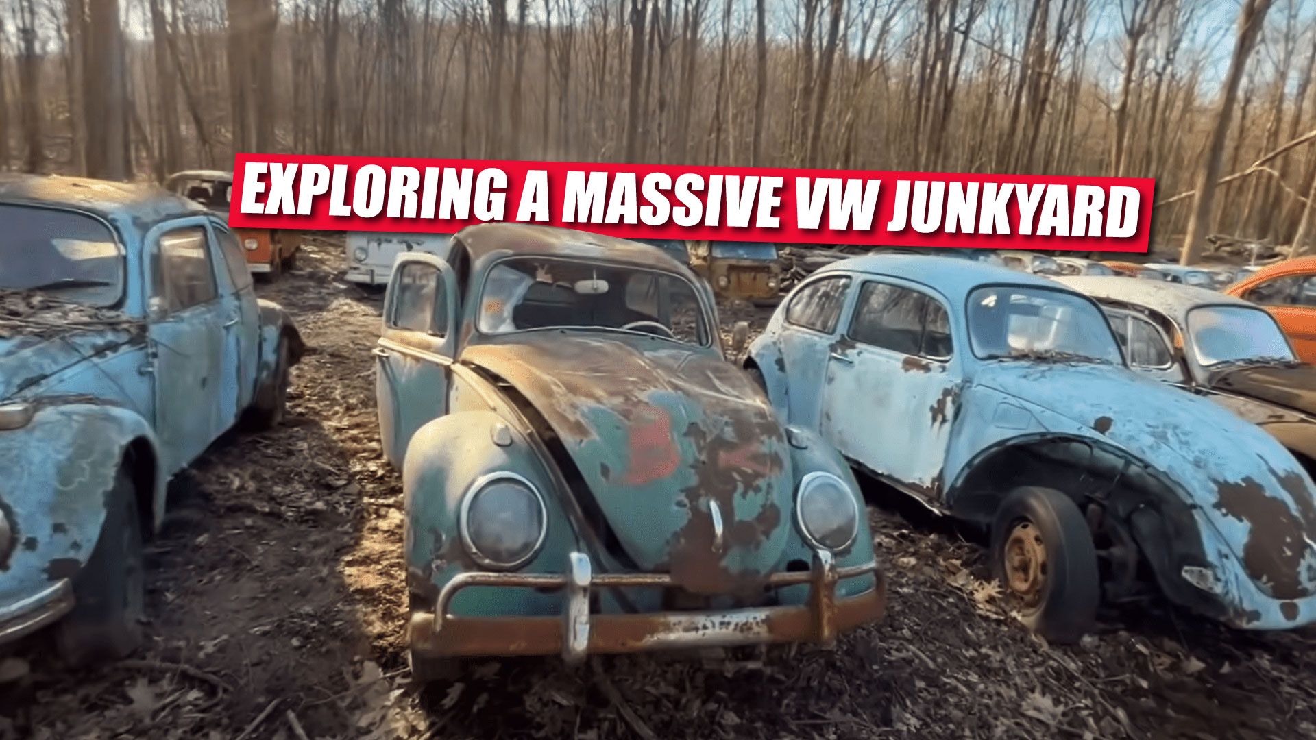 Barn Find Expert Explores Massive VW Junkyard